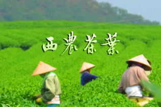 西农茶叶