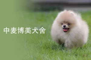 中麦博美犬舍